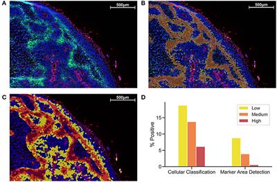 Quantitative Visualization of Hypoxia and Proliferation Gradients Within Histological Tissue Sections